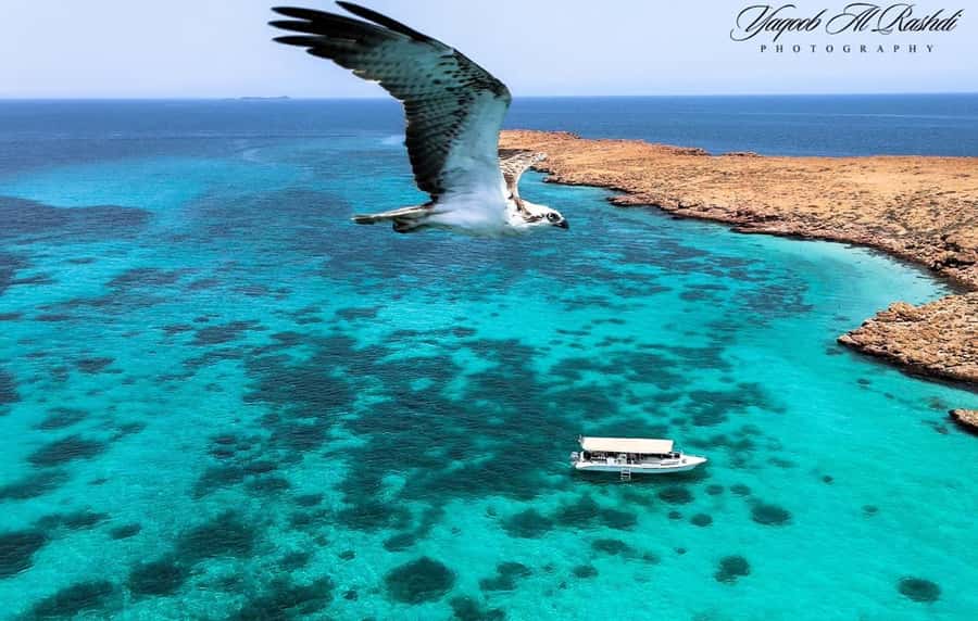 From Al-Seeb: Dimaniyat Islands Boat Trip with Snorkeling - Turtle City: the best reason to book