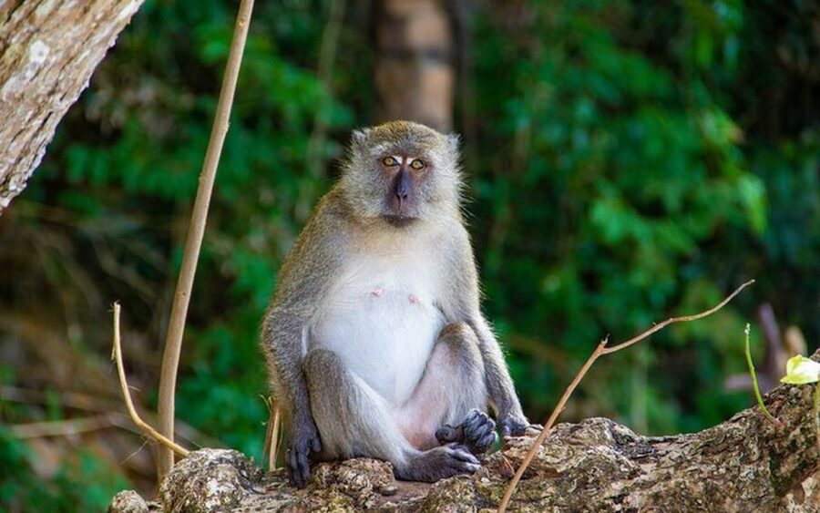 From Ao Nang: Phi Phi Islands Day Tour by Boat with Lunch - Phi Phi highlights at a glance