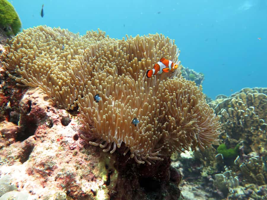 From Ao Nang: Similan Islands Boat Trip with Transfer & Food - What the $167 price really covers