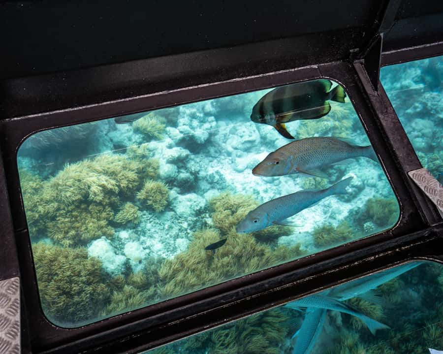 From Cairns: Full-Day Green Island Cruise - Lunch and the rhythm of the day