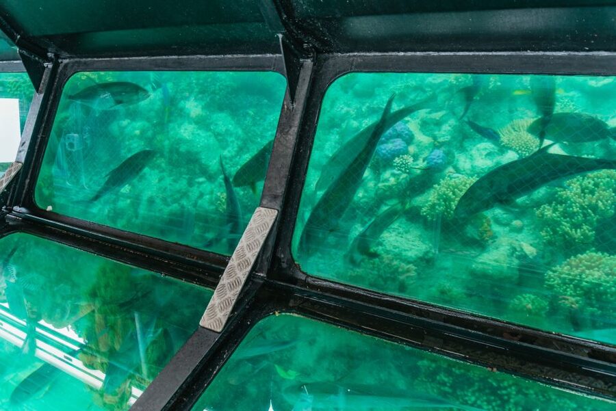 From Cairns: Green Island Full-Day Cruise - Should you book the Green Island full-day cruise?