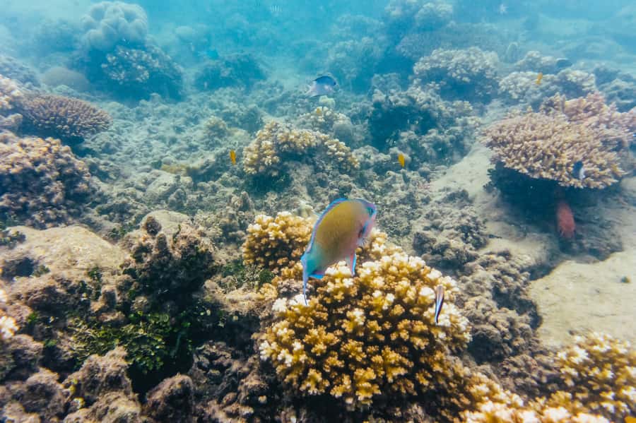 From Cairns: Green Island Full-Day Cruise - Why Green Island works for a first reef day