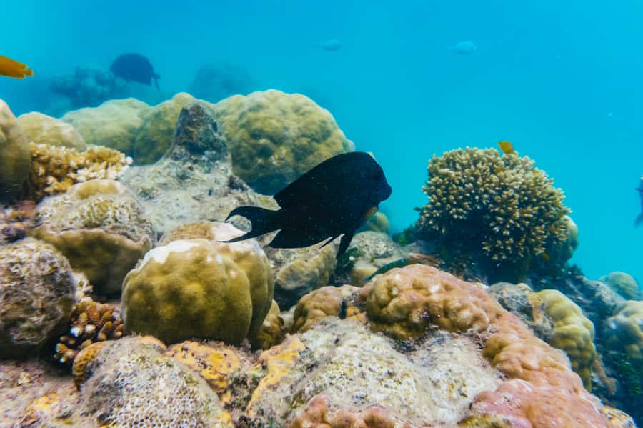 From Cairns: Green Island Full-Day Cruise - A rainforest walk between reef activities
