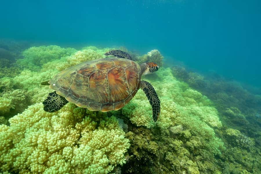 From Cairns: Green Island Full-Day Cruise - Practical choices that improve the day