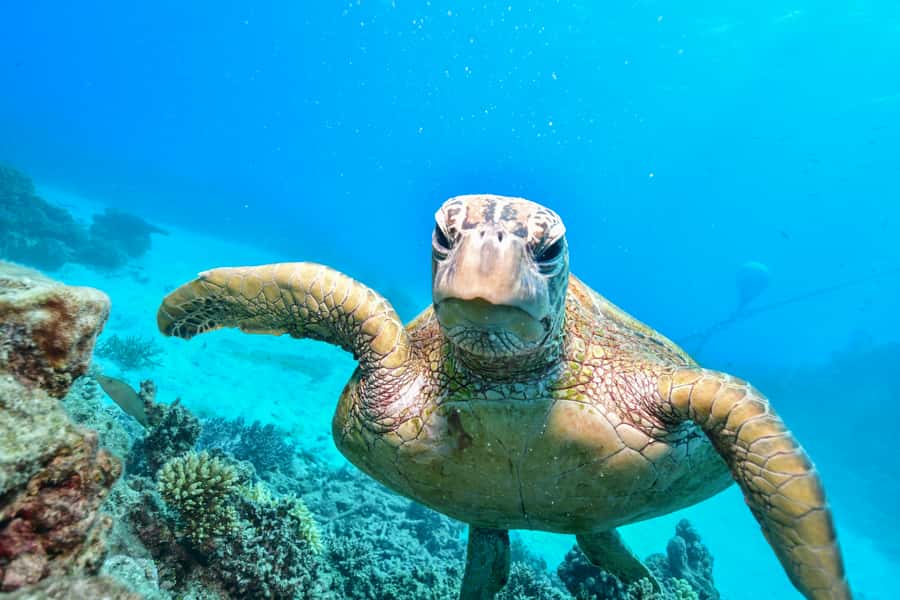 From Cairns: Green Island Half-Day Morning Cruise - Who will enjoy this trip most?
