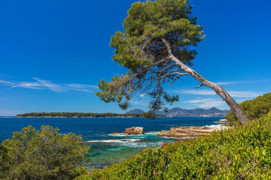 From Cannes: Round-Trip Ferry to Ste. Marguerite Island - Fort Royal and the story of the Man in the Iron Mask