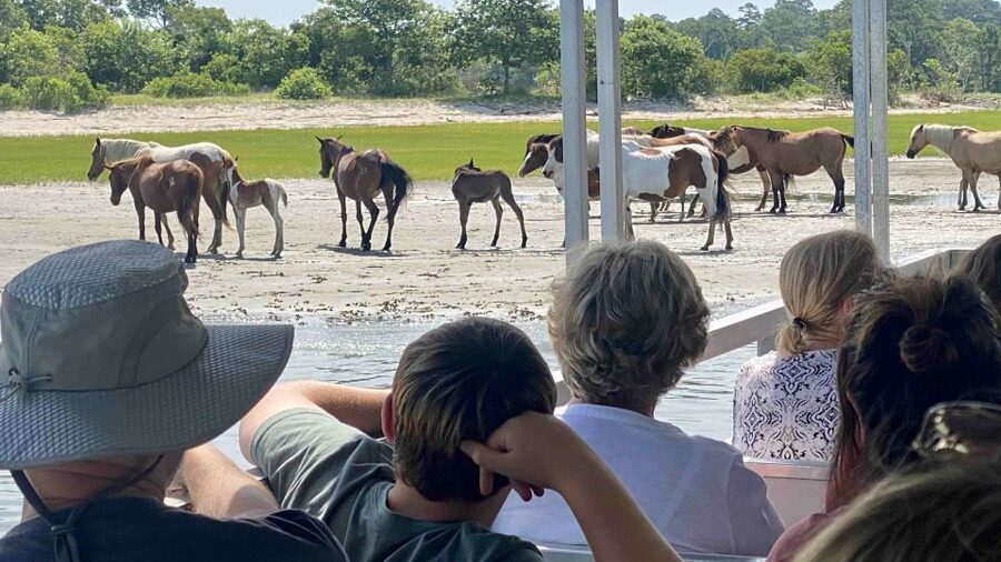 From Chincoteague Island: Assateague Island Boat Tour - A 90-minute look at Assateague from the water