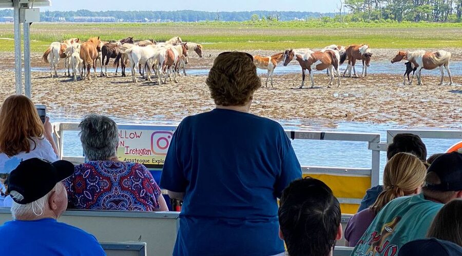 From Chincoteague Island: Assateague Island Boat Tour - Who should book this cruise