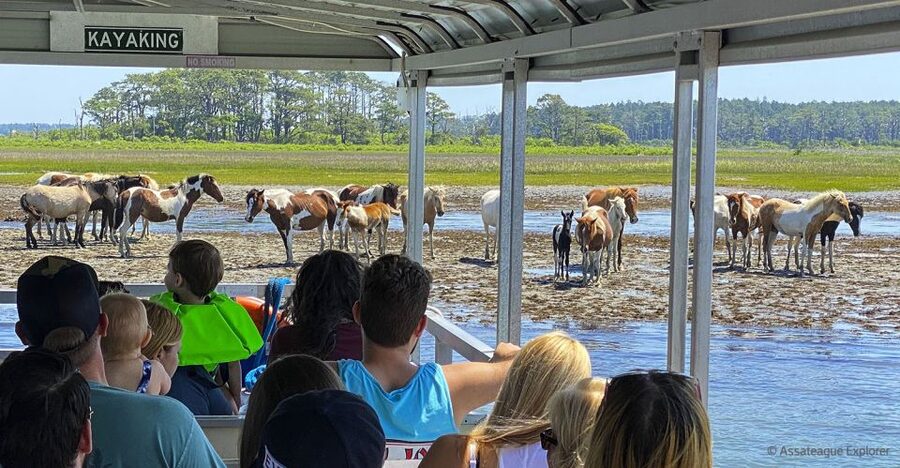 From Chincoteague Island: Assateague Island Boat Tour - Looking for ponies, foals, and bald eagles