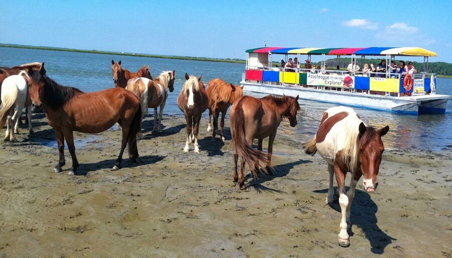From Chincoteague Island: Assateague Island Boat Tour - The lighthouse, refuge, and Assateague National Seashore