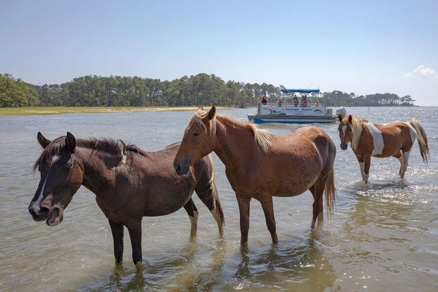 From Chincoteague Island: Assateague Island Boat Tour - Local stories and the annual pony swim
