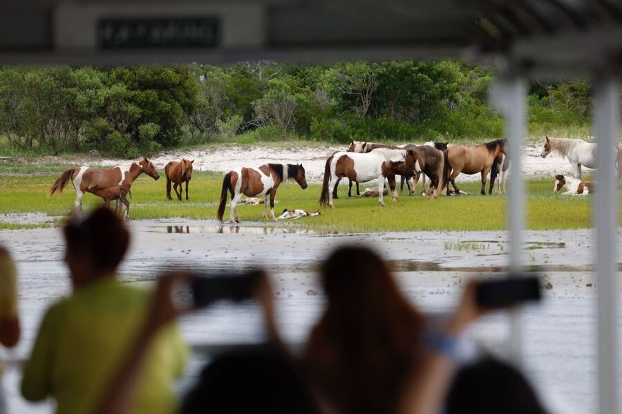 From Chincoteague Island: Assateague Island Boat Tour - Dolphins may be the day’s best show