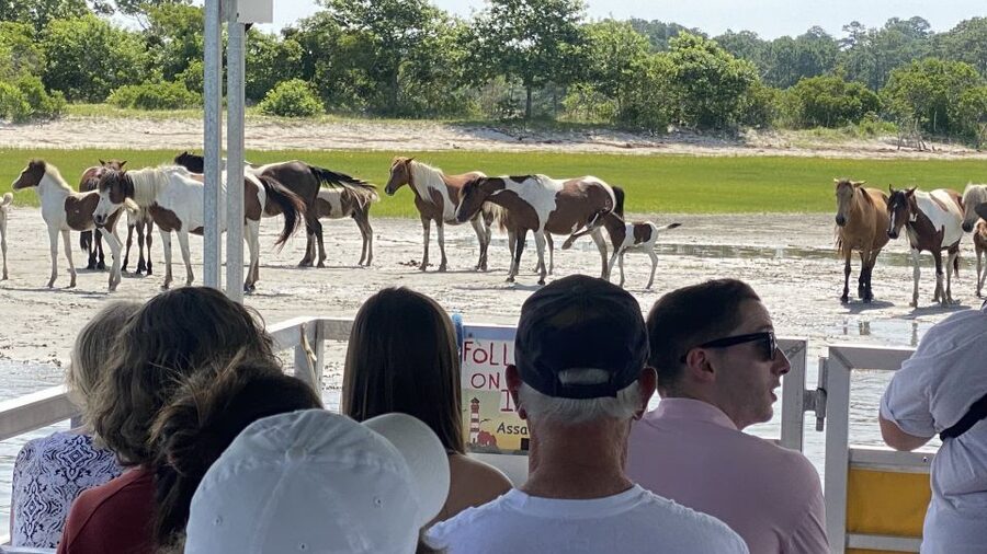 From Chincoteague Island: Assateague Island Boat Tour - What the $59 price gets you