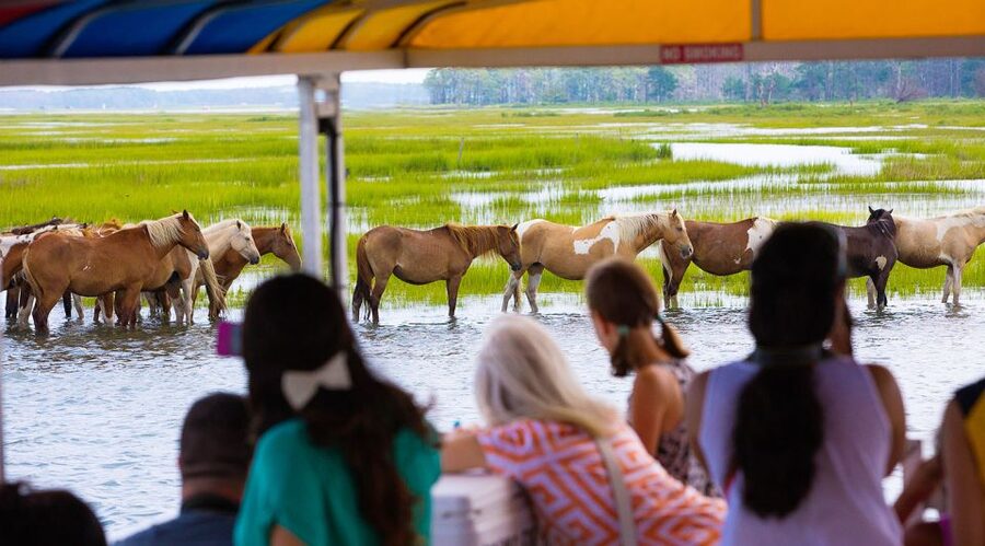 From Chincoteague Island: Assateague Island Boat Tour - Meeting at floating dock number 3