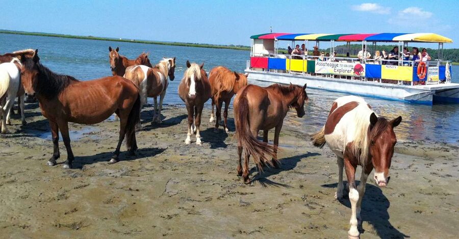 From Chincoteague Island: Assateague Island Boat Tour - The Assateague Channel and its moving wildlife