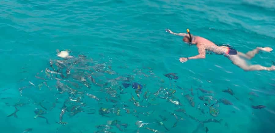 From Dubai to Norway of Arabia|Telegraph Island| Dhow Cruise - Who should book this day trip?