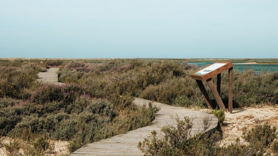From Faro: Catamaran Boat Trip to Deserta Island with Stop - Who should book this boat trip?