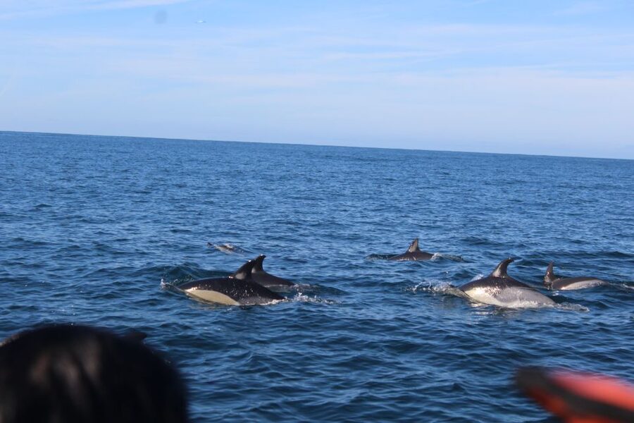 From Faro: Dolphin Watching & 2 Islands Tour - Should you book the dolphin and islands tour?