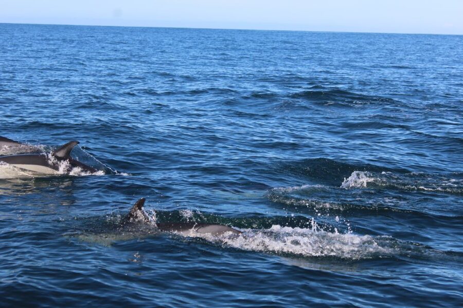 From Faro: Dolphin Watching & 2 Islands Tour - Ilha do Farol, a working island village