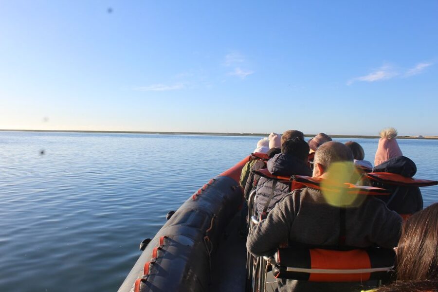 From Faro: Dolphin Watching & 2 Islands Tour - Ilha Deserta and its open beach