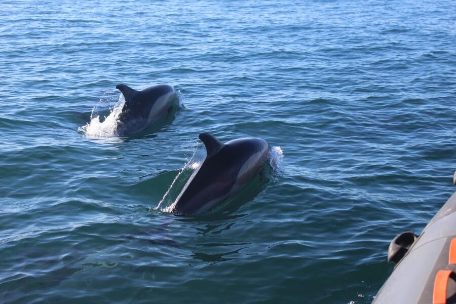 From Faro: Dolphin Watching & 2 Islands Tour - Four hours that change with the tide