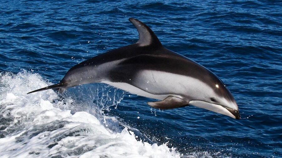 From Faro: Dolphin Watching & 2 Islands Tour - Is $70 a fair price from Faro?