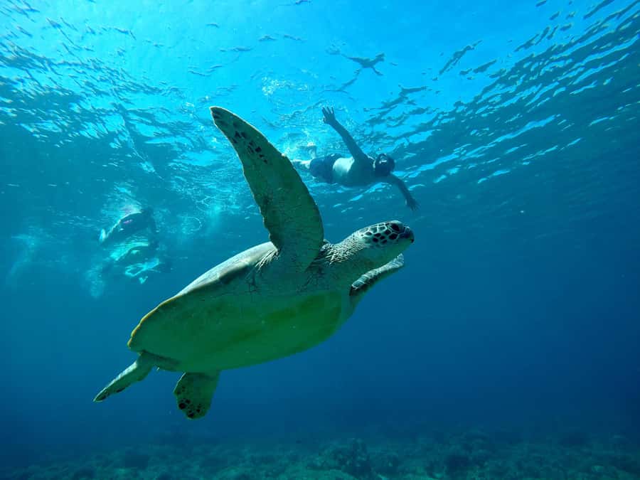 From Gili Air : 3 Islands Snorkeling Trip with Sea Turtles - Gili Air Is Your Starting Point
