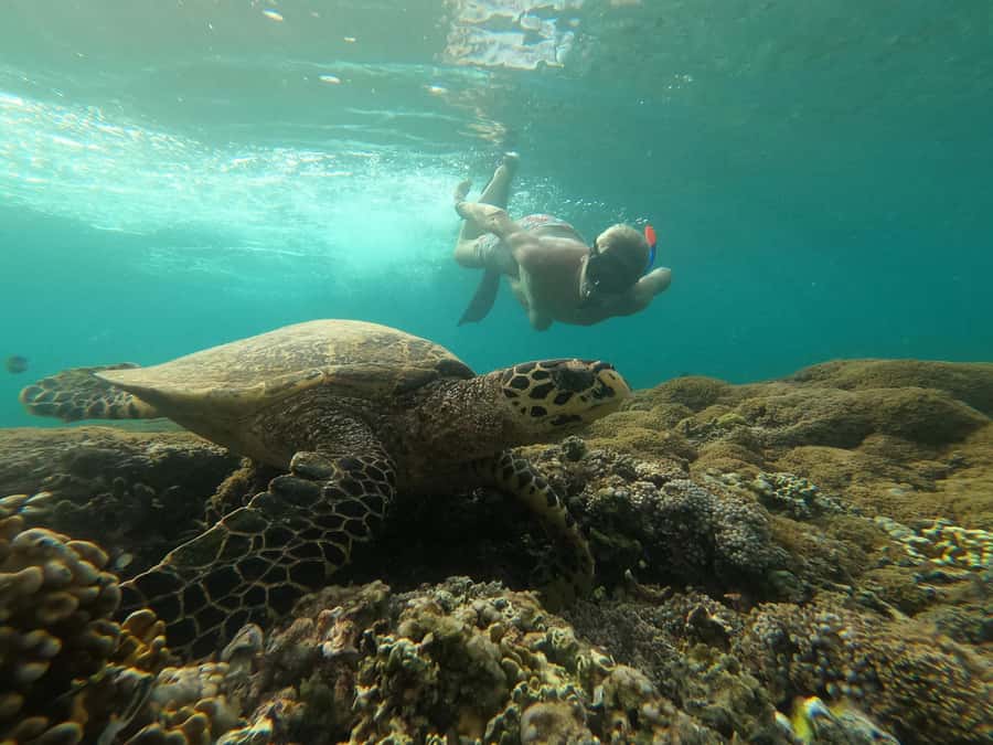From Gili Air : 3 Islands Snorkeling Trip with Sea Turtles - The First Stop Helps You Find Your Fins