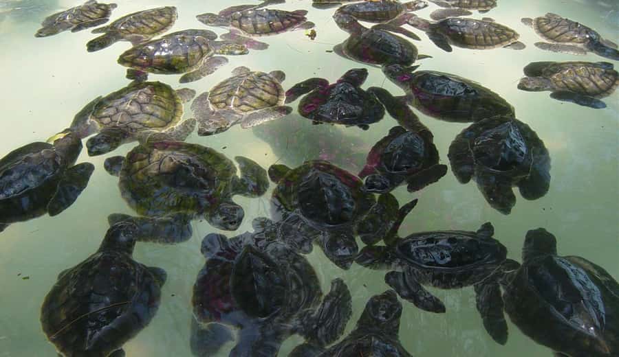 From Gili Air : 3 Islands Snorkeling Trip with Sea Turtles - Gili Trawangan Adds More Reef Time