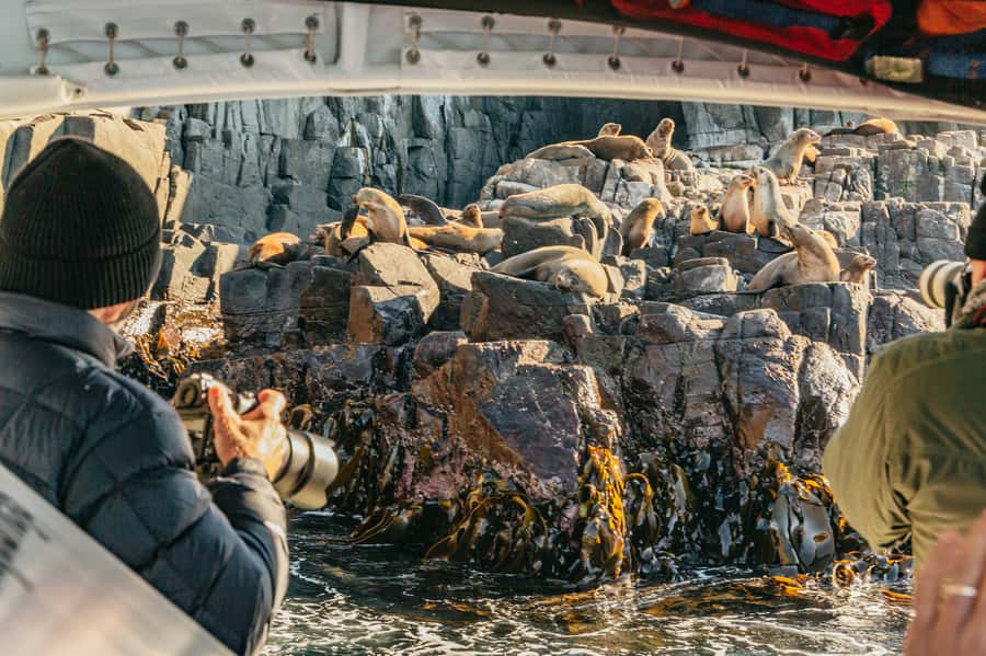 From Hobart/Adventure Bay: Bruny Island Wilderness Cruise - Key points to know before you book
