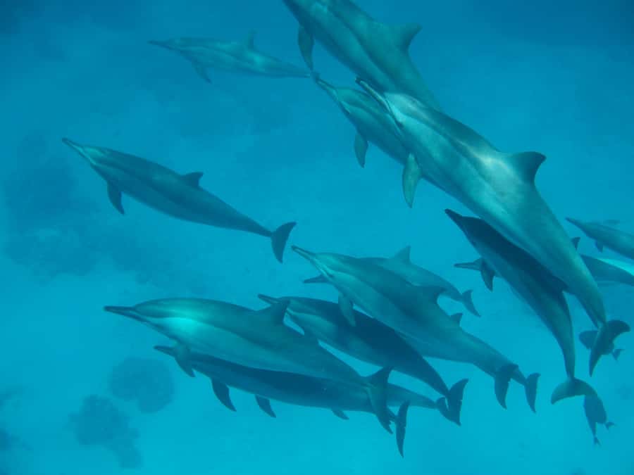 From Hurghada: Hula Hula Island Speedboat Tour with Dolphins - The speedboat ride sets the tone