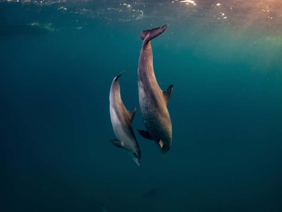 From Hurghada: Hula Hula Island Speedboat Tour with Dolphins - Morning or sunset changes the mood