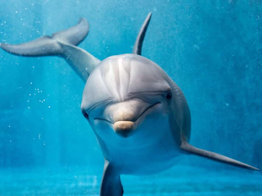 From Hurghada: Hula Hula Island Speedboat Tour with Dolphins - Pickup from Hurghada and nearby resorts
