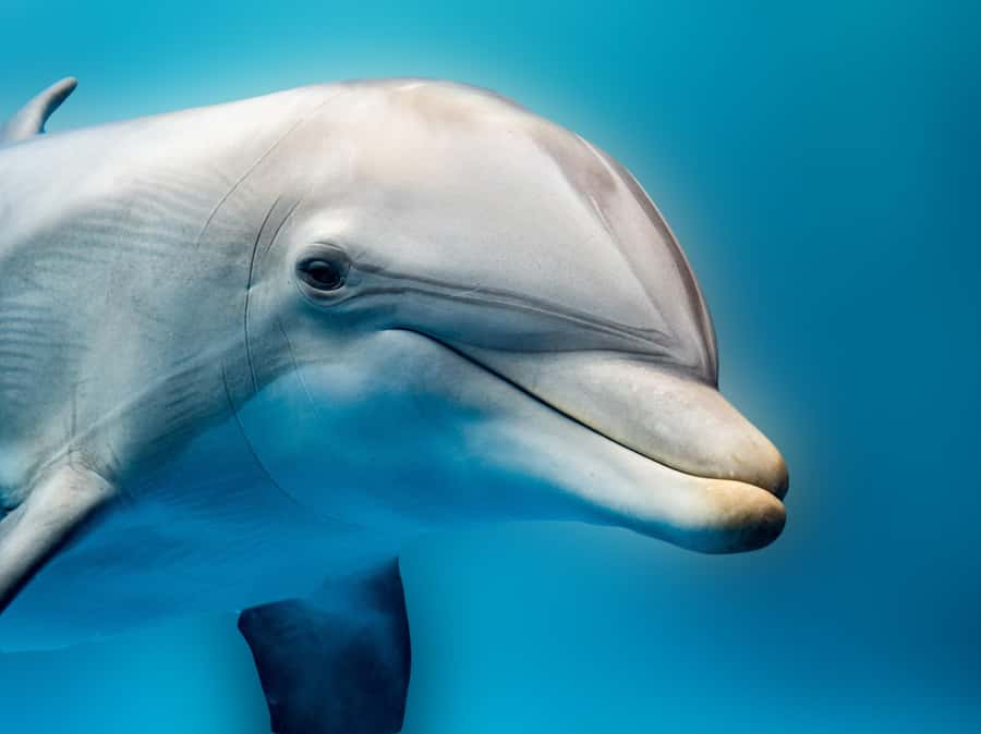 From Hurghada: Hula Hula Island Speedboat Tour with Dolphins - Coral reefs and the snorkeling stop