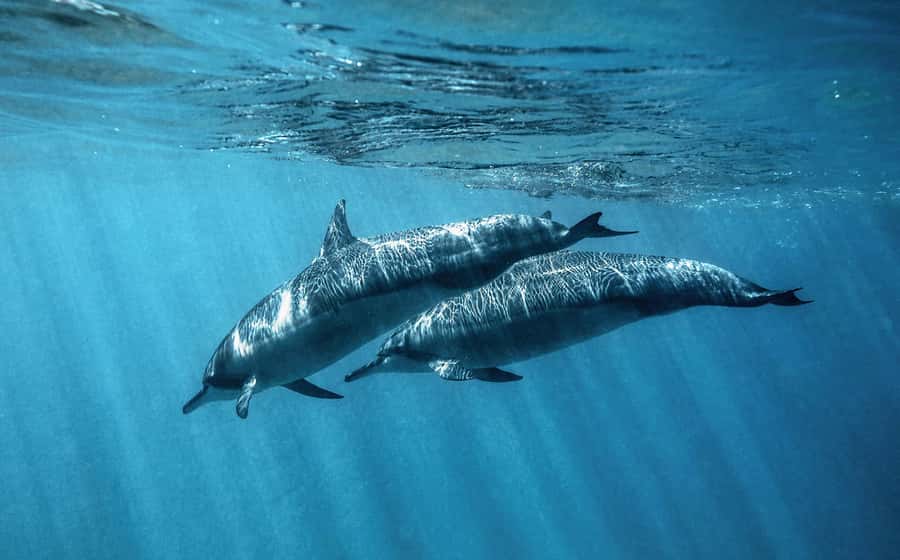 From Hurghada: Paradise Island Speedboat Tour with Dolphins - What to bring, and what to leave behind