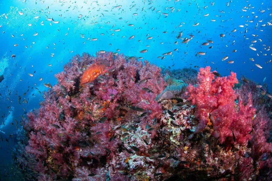 From Khao Lak & Phuket: Trip to Similan Islands by Speedboat - What the $125 price really covers
