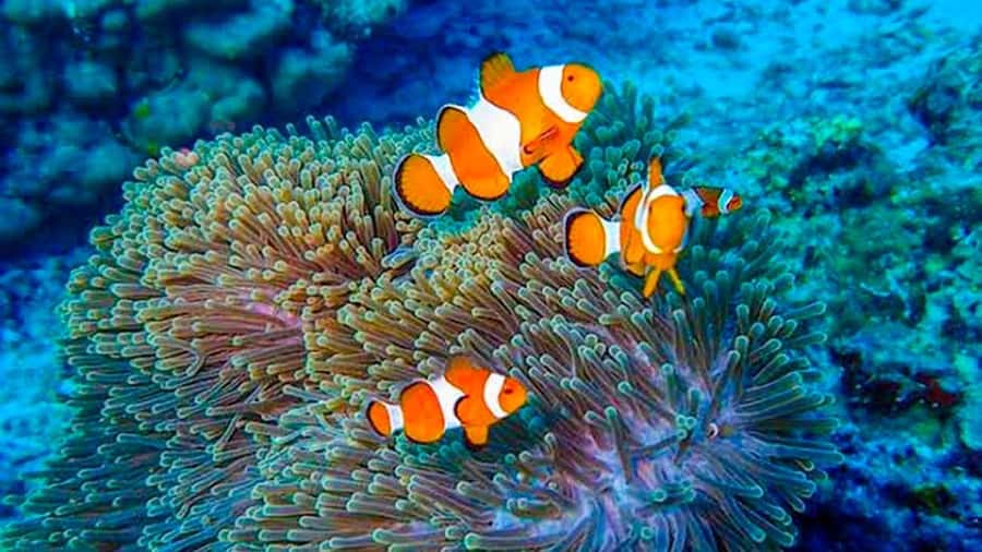 From Khao Lak & Phuket: Trip to Similan Islands by Speedboat - Ko Bangu and the first snorkeling stop