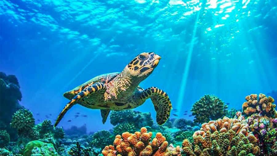 From Khao Lak & Phuket: Trip to Similan Islands by Speedboat - Returning through the visitor center