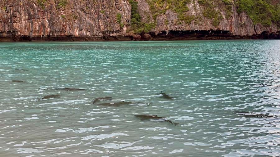 From Krabi: Phi Phi Early Bird & 4 Islands by Speedboat - Pileh Lagoon and the Phi Phi cliffs