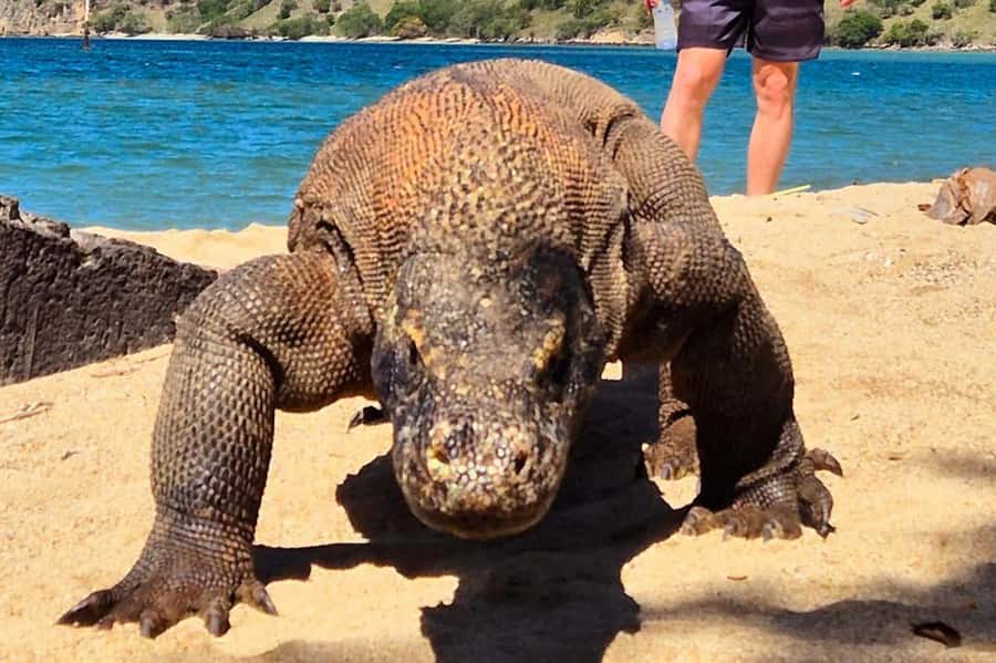 From Labuan Bajo: Komodo Dragons and Island Hop with All Fee - Key points to know before booking