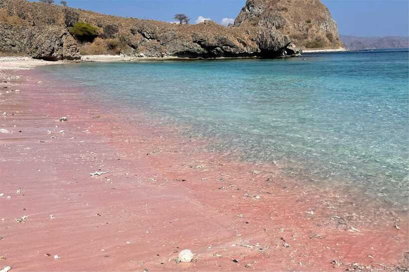From Labuan Bajo: Komodo Dragons and Island Hop with All Fee - Manta Point and the reality of wildlife luck