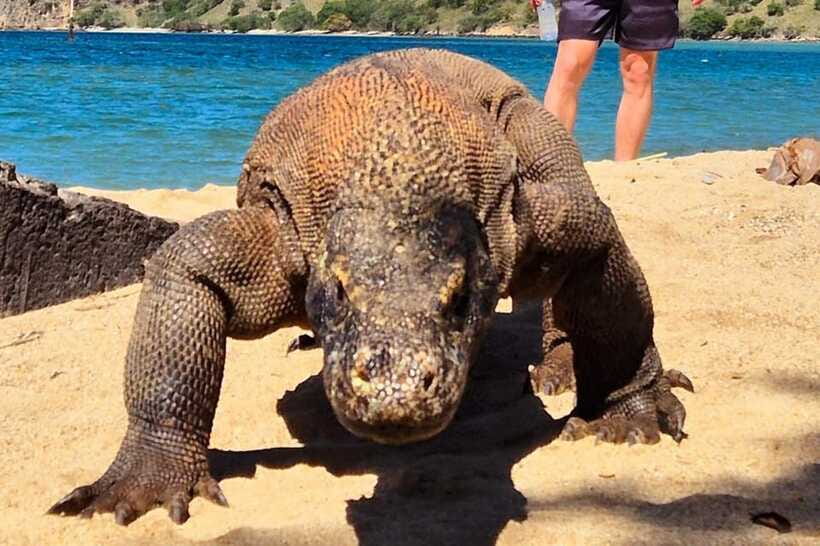 From Labuan Bajo: Komodo Dragons and Island Hop with All Fee - What the $135 price really covers