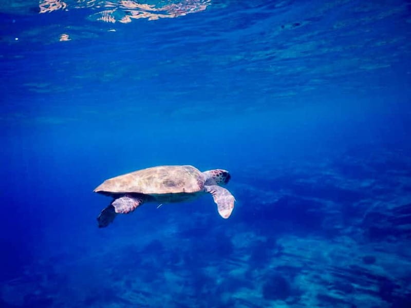 From Milopotas: Ios Island Scenic Snorkeling Cruise - Snorkeling over a shipwreck