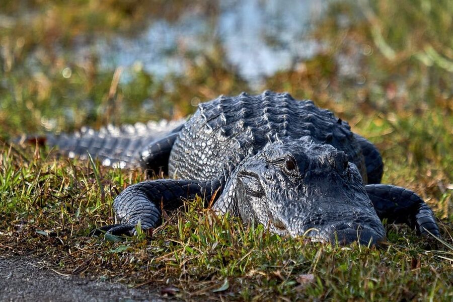 From Naples: 10,000 Islands Boat Trip & Everglades Walk! - Key points before you book