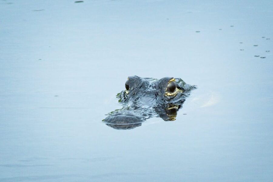 From Naples: 10,000 Islands Boat Trip & Everglades Walk! - A 45-minute guided ride before the longer cruise