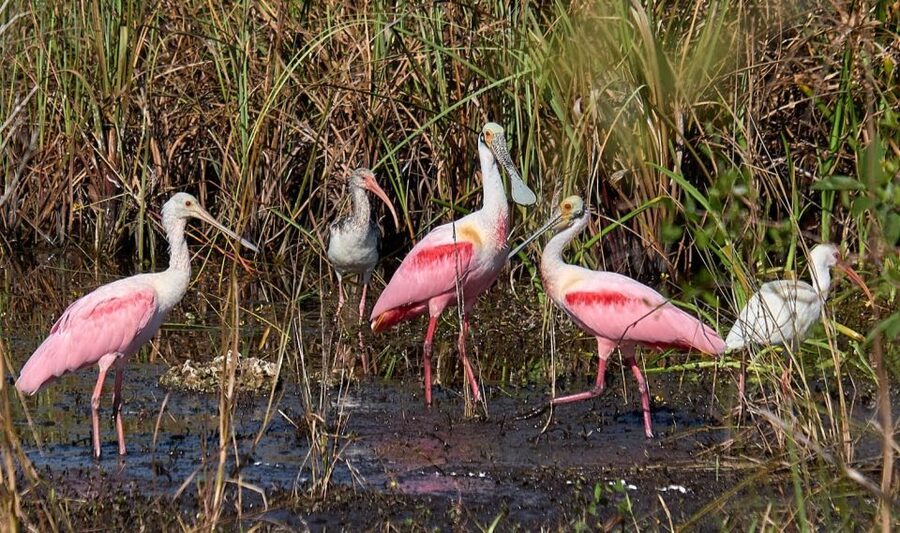From Naples: 10,000 Islands Boat Trip & Everglades Walk! - What $149 includes, and where the value lies