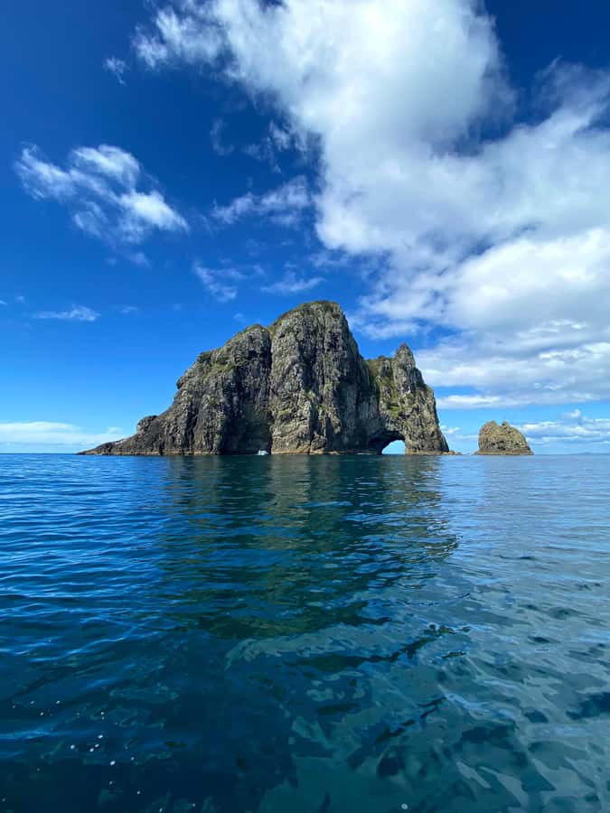 From Paihia: Scenic Cruise with Roberton Island Stopover - Swimming, snorkelling, and other activity details