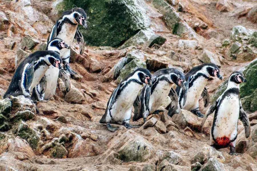 From Paracas: Ballestas Island Boat Tour with entrances - Why Ballestas Island is Paracas’s essential boat outing
