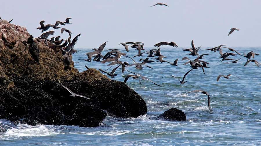 From Paracas: Ballestas Island Boat Tour with entrances - Watching Humboldt penguins from the boat