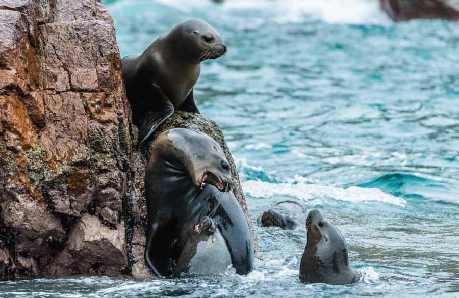 From Paracas: Ballestas Island Boat Tour with entrances - The Candelabra, a giant coastal mystery